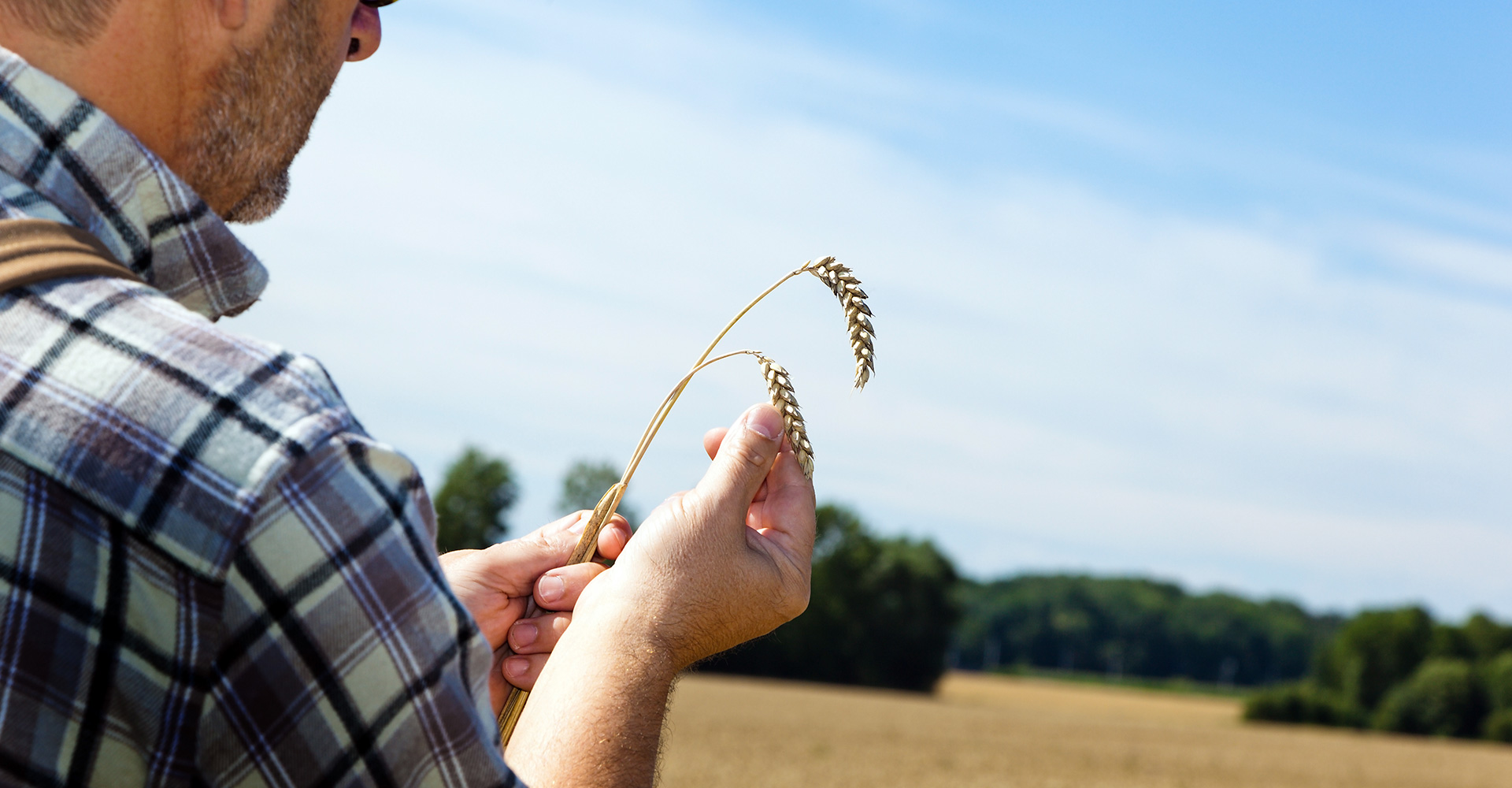 Wheat